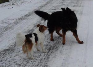 chien rencontre chien